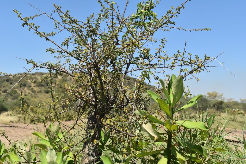 A native wound-healing species proposed for conservation by the Drylands Transform project in the livestock café.