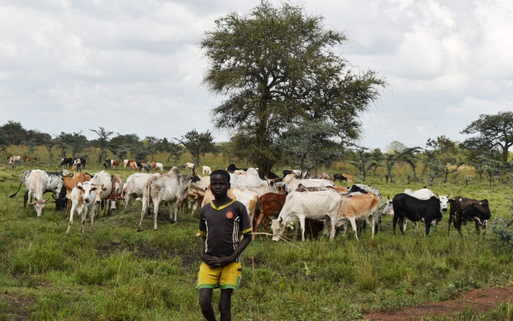 A boy tends a herd of cattle. The Drylands Transform intends to teach pastoralists how restore  the heavily degraded rangelands.