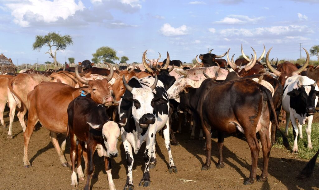 A herd of cattle near Moroto town. The Drylands Transform project intends to set up a livestock cafe and a tick control demo to improve animal health and productivity in the Karamoja sub-region. 