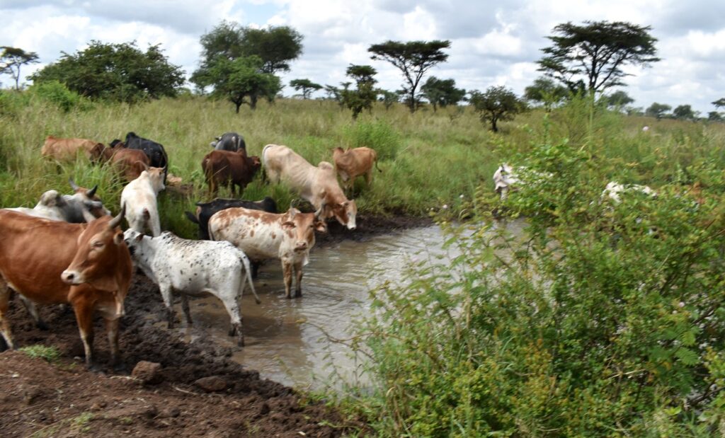 Animals at a watering hole in Napak District. The project intends to improve on watering points so as to boost livestock health and productivity.