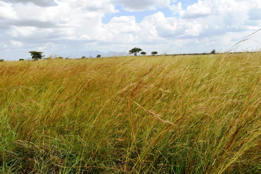 Expanses of panicum grass growing in Napak District. The project will teach pastoralists how to make  hay for sale, preserve fodder for animals in the dry season and avoid bush burning which has adverse effects on the soil.