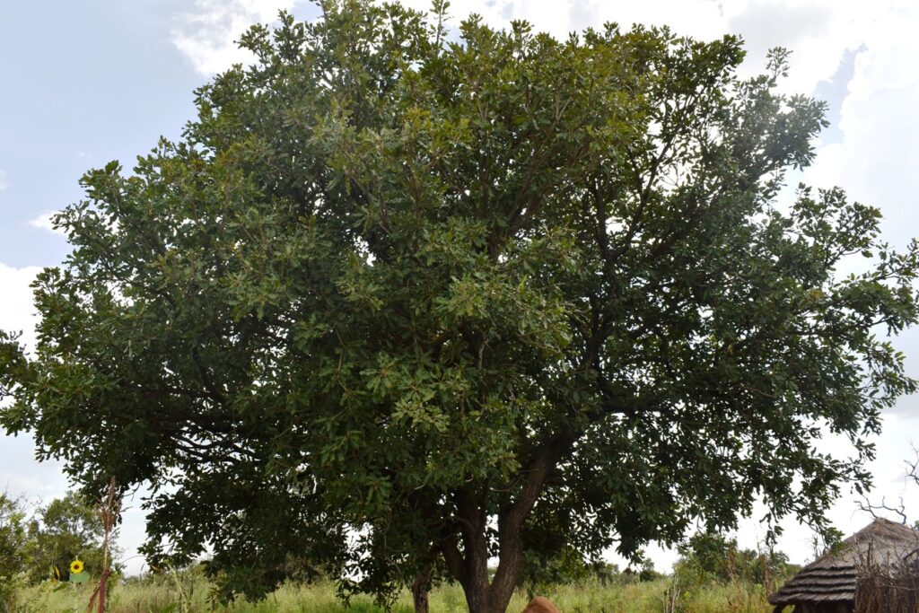 A Shea butter tree in Napak District. This is one of the indigenous species that the Drylands Transform project intends to conserve.