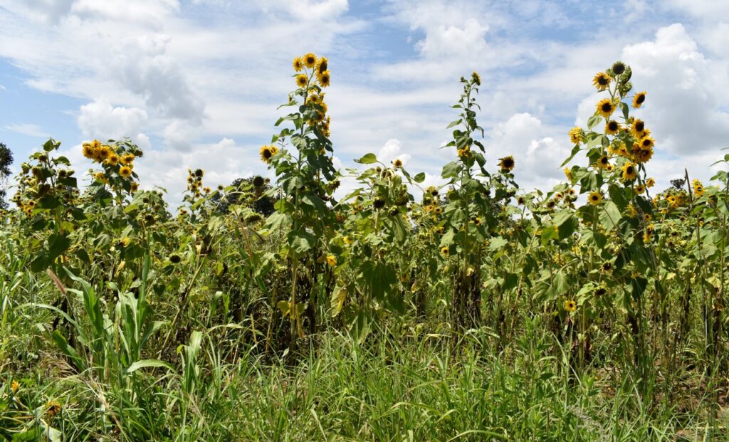 A sunflower garden in Poron Sub-County. Drylands Transform wants to set up demo site to show farmers how to add value to their crops and increase household income. 