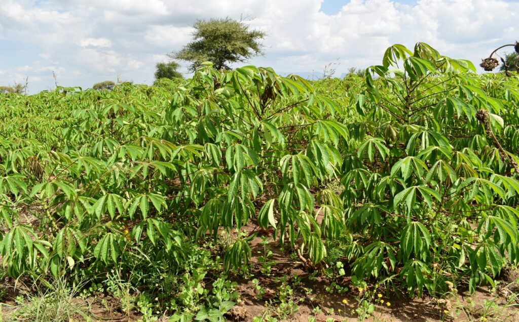 Cassava, a staple food in Napak District, will be a major focus for value addition, for both human nutrition and animal fodder purposes.