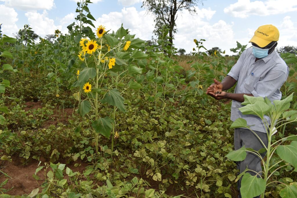 Prof. Denis Mpairwe examines green gram, a major crop often intercropped with sunflower in Napak.