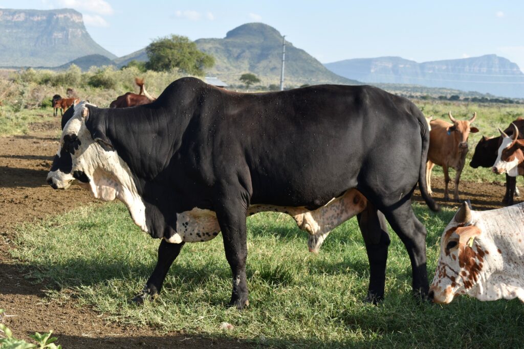 Some of the improved breeds of cattle in Moroto District.