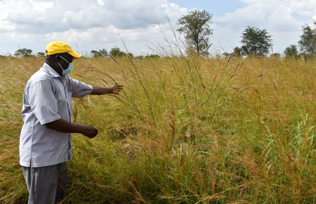 Prof. Mpairwe examines the native grass species that will be conserved and processed into hay for animals as well as for sale in the livestock café.