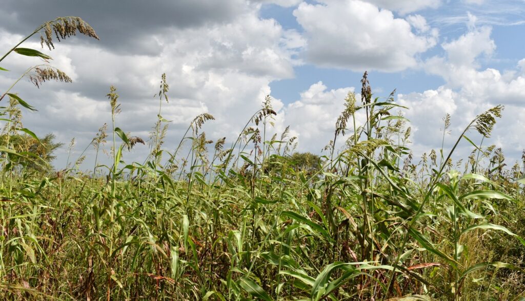 Sorghum, a major crop for food and brewing will be focused on for value addition for both human and animal nutrition.