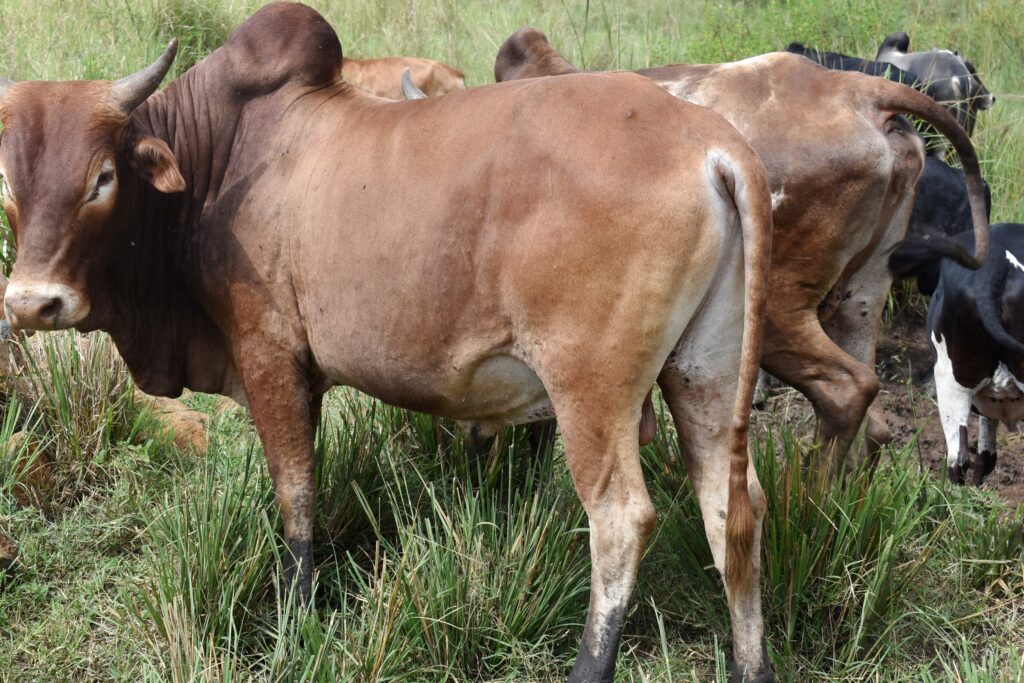 One of the local Zebu cows affected by ticks. The project plans to set up a spray race to teach pastoralists the importance of tick control.