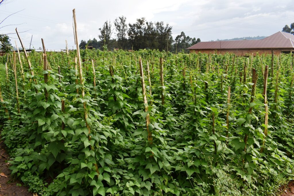 Climbing beans on stakes in one of the gardens.