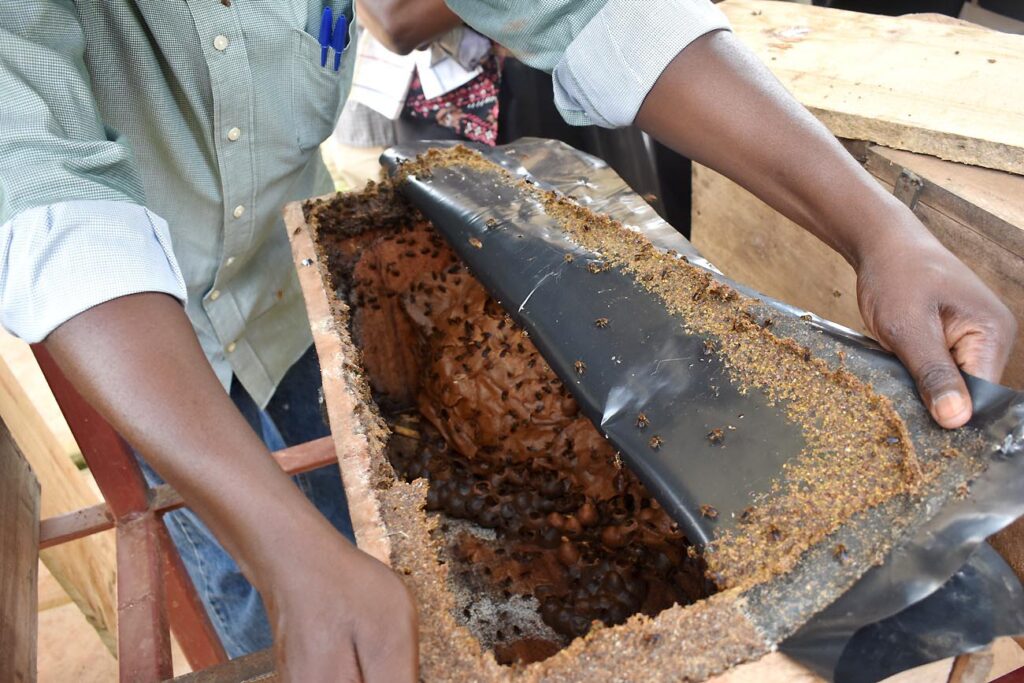 One of the stingless beehives at the Meliponary at NaLIRRI.