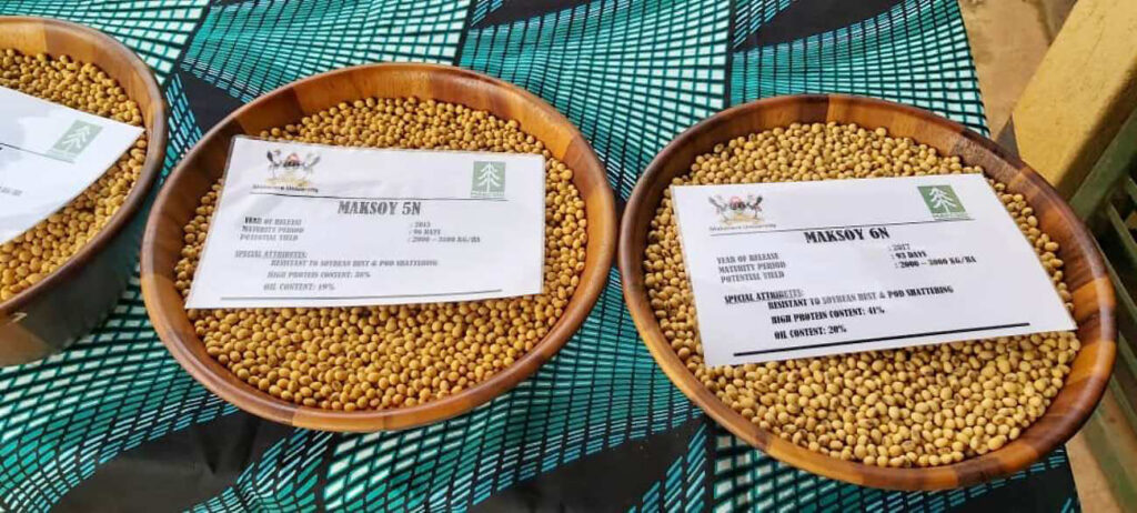 Maksoy 5N and Maksoy 6N, some of the latest soybean varieties developed by Makerere University. 