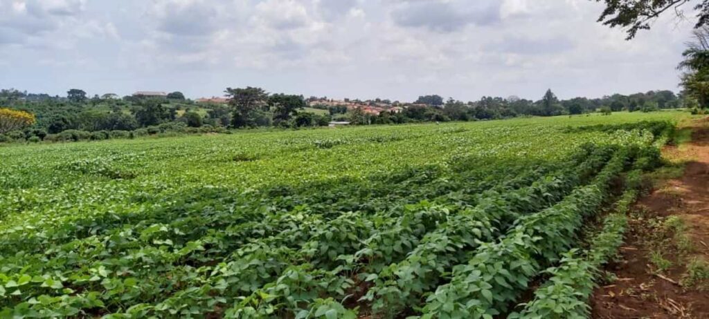 A field of soybean varieties under trial at MAKCSID, MUARIK, Wakiso, Uganda.