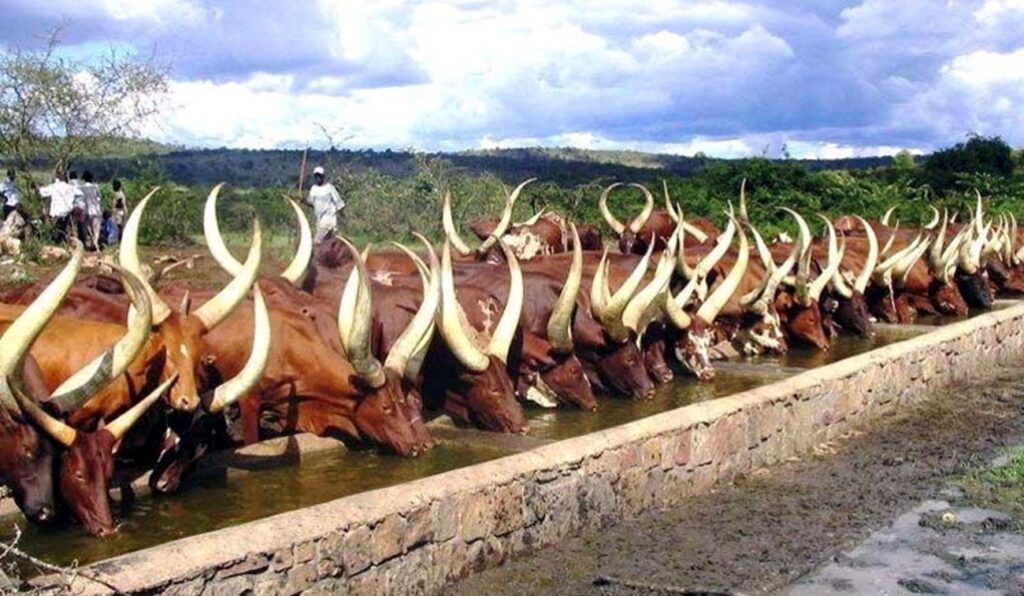 Ankole cattle