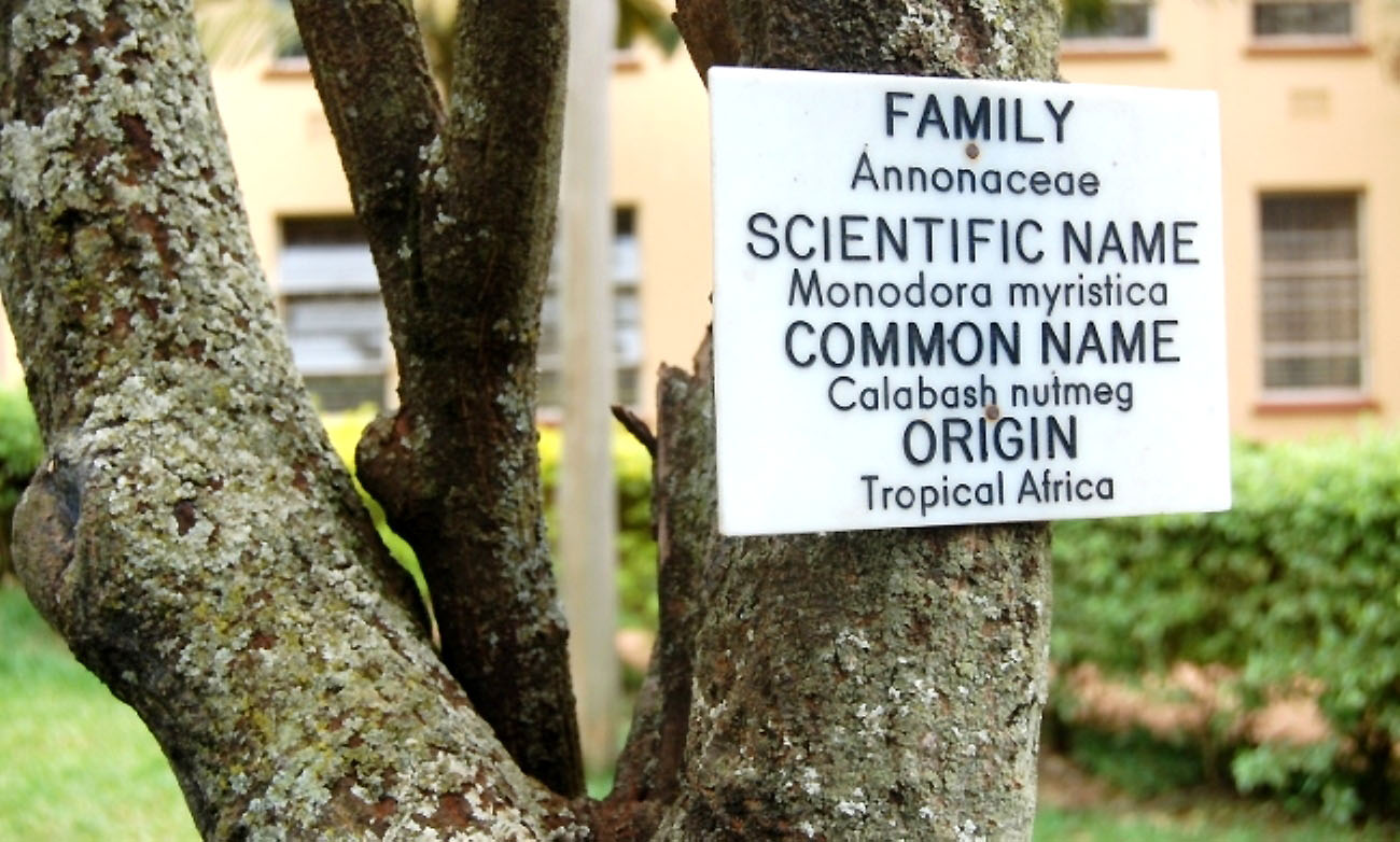 A closeup of the Calabash nutmeg tree Monodora myristica in the Botany-Zoology Quadrangle, College of Natural Sciences (CoNAS), Makerere University, Kampala Uganda.