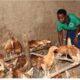 A female AFRISA Graduate tends to her poultry business. Photo credit: AFRISA.