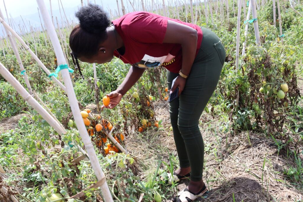 Ms. Patricia Nagawa, an MSc student at Makerere University inspecting tomatoes during a field visit of a tomato garden affected by agro-inputs during the RUFS capacity building workshop in Kasese Municipality