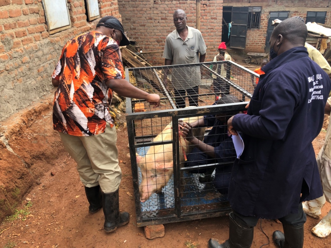 Assoc. Professor Donald Kugonza (L) and some of the project staff inspect a pig.