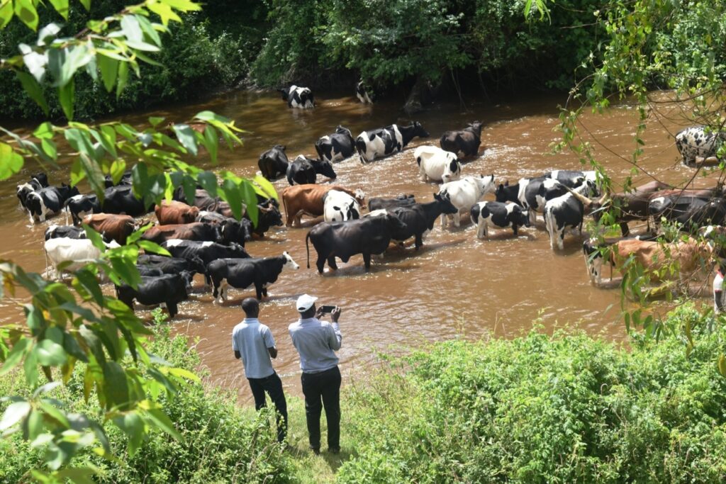 Cattle watering in River Rwizi, Isingiro District. The water is also used for human consumption. PAIRWISE is investigating the risks posed to human health and the environment by pollutants and pathogens present in water resources