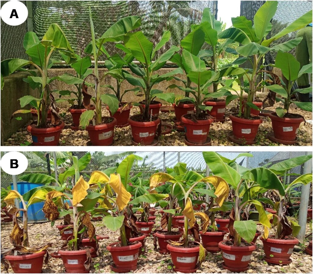 Some of the plants used in the study to design a new method of measuring stress as induced by the bacterium Xanthomonas campestris pv. Musacearum The plants in plate (A) are before infecting them with the bacterium, while in plant (B) are the same plants 14 days after infecting them with the bacterium. Photos by Mr. Abubakar S. Mustafa.