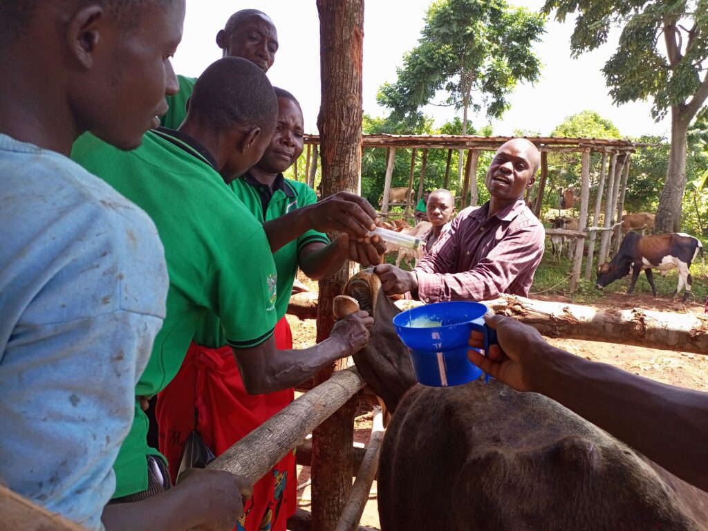 Livestock farmers who are also participants in the Dairy value chain program restrain a cow as they administer deworming medicine to it at the newly constructed dairy end user facility in Kaberekeke village, Butebo District. Photo taken on 9th June, 2022. 