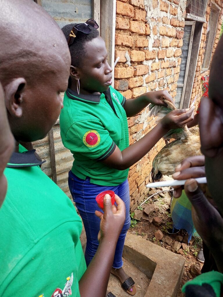 AFRISA programme officer for poultry industry and business, Ms. Joyna Ofungi demonstrates to participants how poultry vaccination is carried out.