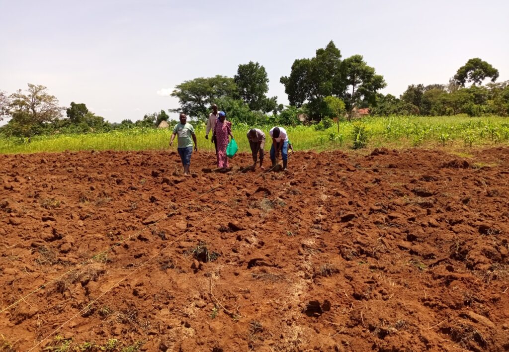 Mr. Baguma (1st right), demonstrates to farmers the planting of grass for cattle at one of the fields. The grass will also be used in value added hay production. Photo taken on 19th May, 2022.