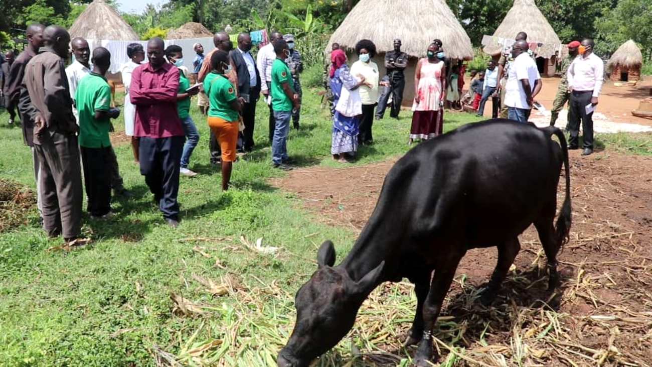 State Dignitaries from Bukedi region visit one of the Dairy Value Chain model farmers, Hajira to assess her progress on her dairy household enterprise during a benchmarking exercise in Kaberekeke Parish, Butebo District on 22nd June 2022.