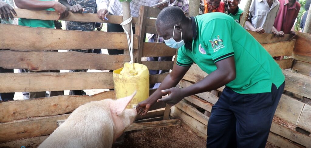 Piggery Model Farmer, Yoko Lam demonstrates how he feeds his pig during the State Dignitaries' visit to model farmers’ household enterprises in Kabererekeke Parish, Butebo District on 22nd June, 2022.