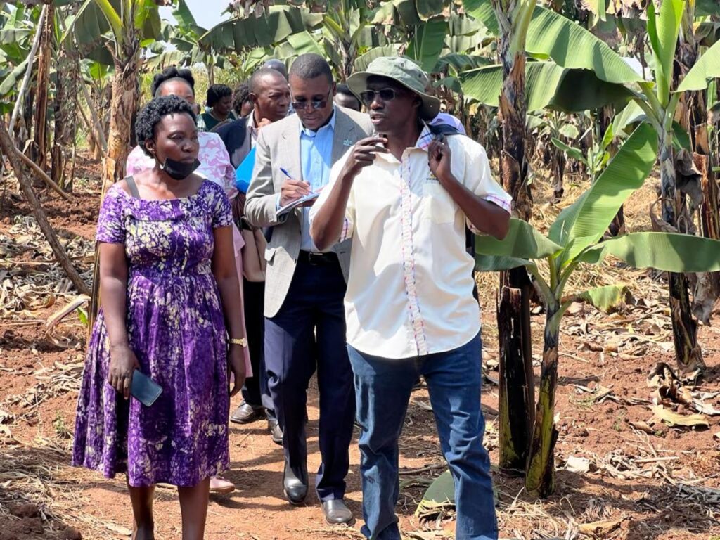 Inspection of the Banana plantation at Nakyesasa by the Principal Prof. Nobert Frank Mwiine  (R), the Farm Manager (L) and other officials