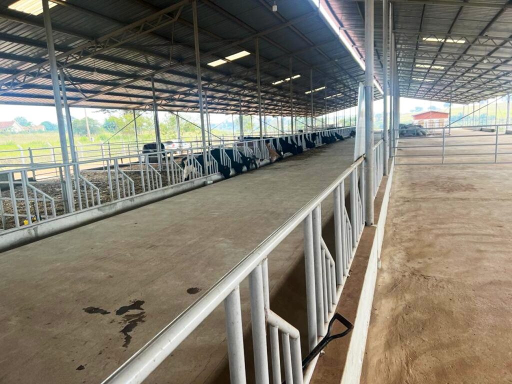 The cattle shed at the Dairy Demonstration farm at Nakyesasa