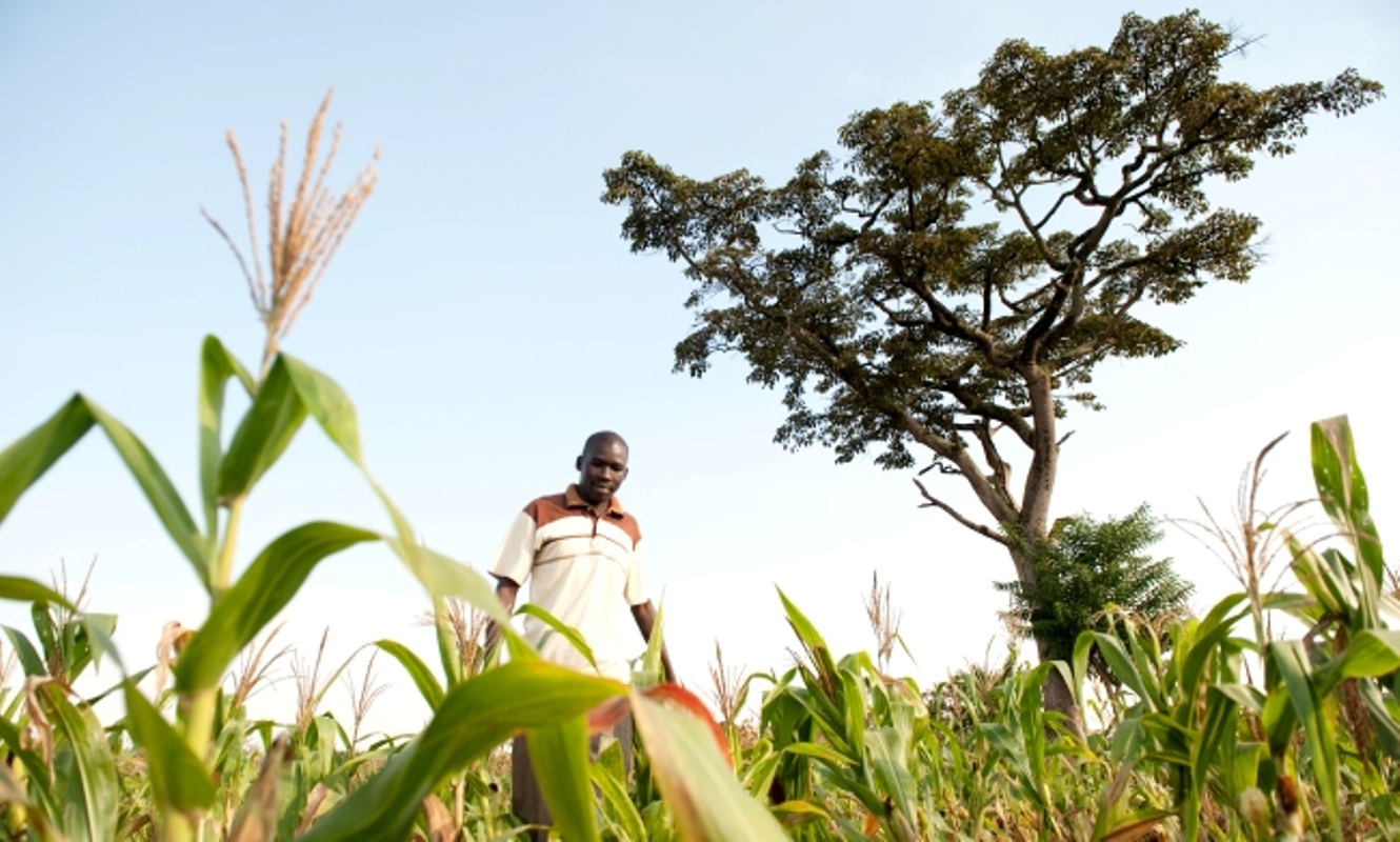 A maize demonstration plot at the Makerere University Agricultural Research Institute Kabanyolo (MUARIK), CAES, Wakiso Uganda