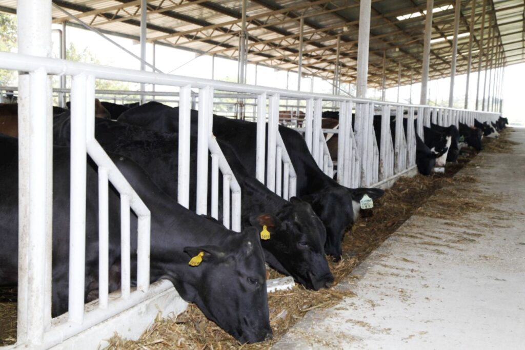 Cattle feeding on a mixture of hay and silage in the IMO shed at the facility.