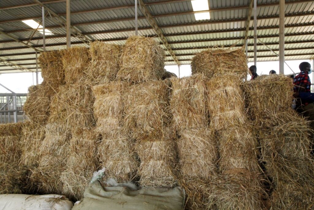 Bales of hay in the IMO cattle shed at the Dairy Demonstration Farm facility, Nakyesasa Incubation Centre, CoVAB.