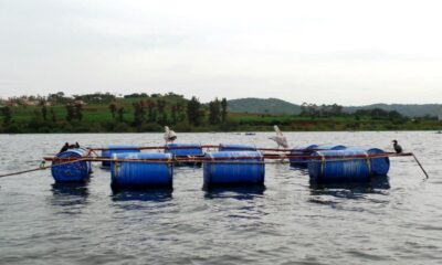 Fish farming, Lake Victoria. Photo: Tore Sætersdal / UiB