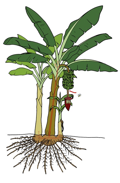 Banana plant vegetative assembly.
