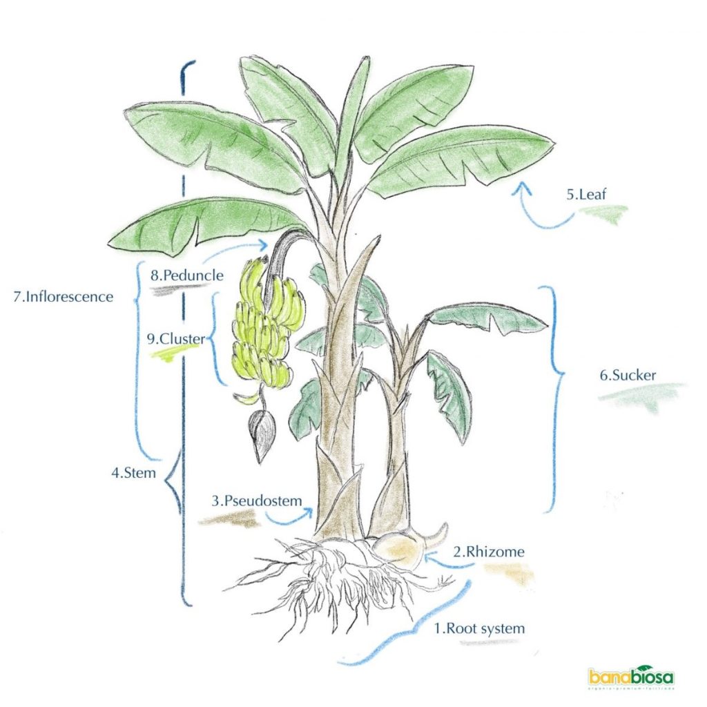 Parts of the banana plant.