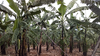 An example of banana plantation in Uganda.