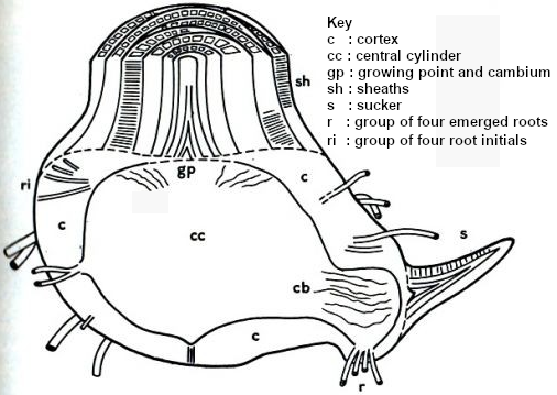 Longitudinal section of a banana corm (rhizome).