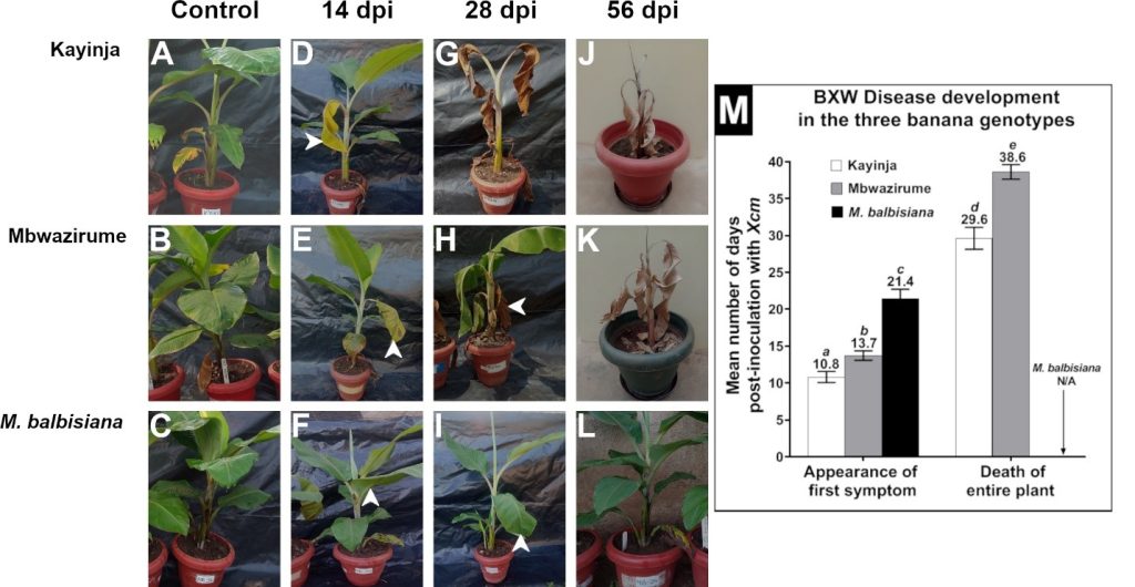 Some of the plantlets used in the experiments.