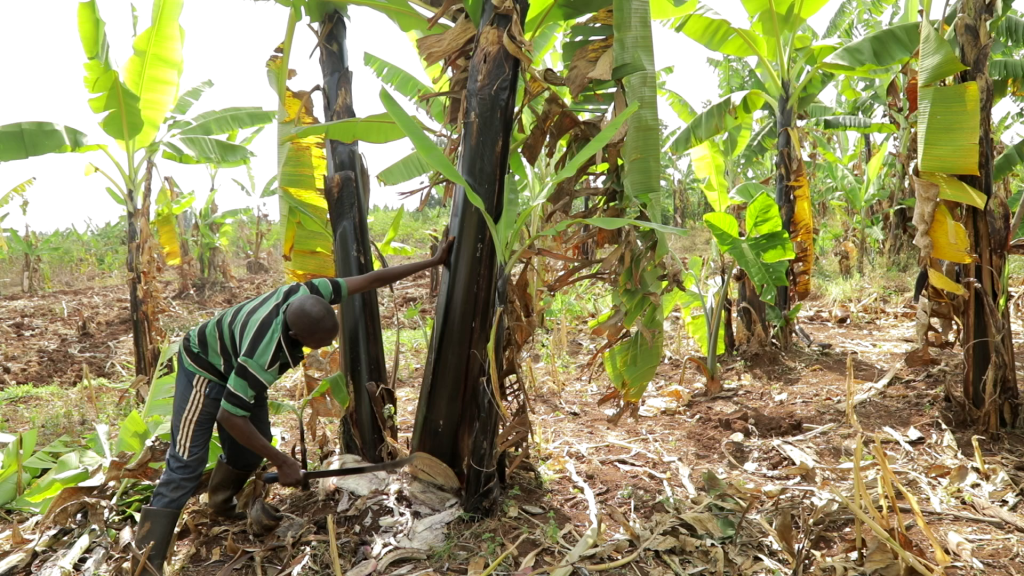 A banana farmer removing a BXW infected plant from the mat. Only the infected plant is removed as a new method of BXW control.