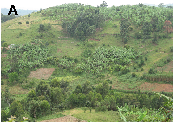 Sweetpotato is one of the many crops in a locality with a mixture of crop husbandry and agro-forestry in Kanungu, southwestern Uganda, creating a heterogeneous community of crop stands of a diversity of alternative hosts of viruses and vectors. Research Project Makerere University, Kampala, Uganda.