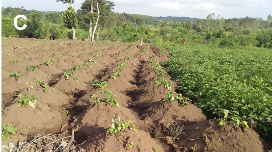 Sweetpotato gardens in Nakaseke District, Central Uganda at different stages of growth and adjacent to each other: vines from an old garden on the right were used to initiate the garden on the left allowing simultaneous transmission and perpetuation of viruses in the crop. Research Project Makerere University, Kampala, Uganda.