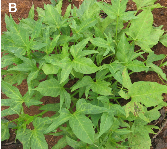 Symptoms of sweetpotato virus disease on a plant that emerged as a sprout from an abandoned storage tuber from a previous garden of sweetpotato in Mbale District, Eastern Uganda. Research Project Makerere University, Kampala, Uganda.