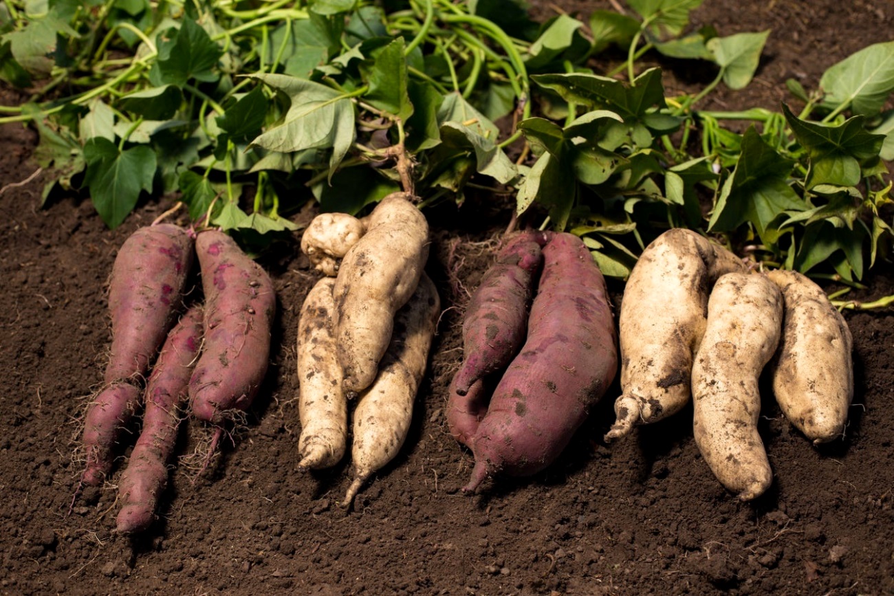 Freshly harvested sweet potato tuberous roots with vines still attached onto them. Research Project Makerere University, Kampala, Uganda.