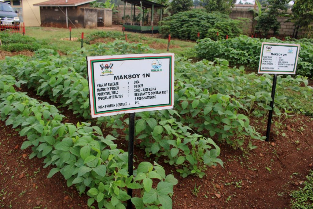 A demonstration of the high yielding Mak Soybean varieties at the Source of the Nile Agricultural Show ground. A demonstration of the high yielding Mak Soybean varieties at the Source of the Nile Agricultural Show ground.