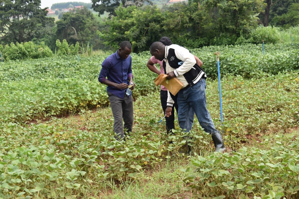 Harun Murithi (Right) conducting an assessment in the field at MUARIK. Africa Soybean Breeders Meeting, 28th November to 1st December 2023, Makerere University, MUARIK, Kampala Uganda, East Africa.