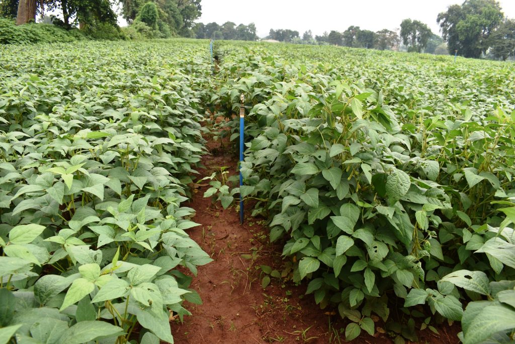 One of the soybean fields at MUARIK. Africa Soybean Breeders Meeting, 28th November to 1st December 2023, Makerere University, MUARIK, Kampala Uganda, East Africa.