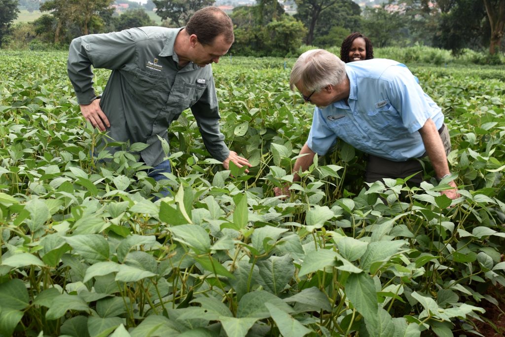 Prof. Brian Diers (Right) and Andrew Scaboo (Left) assessing the crops in the soybean field at MUARIK. Africa Soybean Breeders Meeting, 28th November to 1st December 2023, Makerere University, MUARIK, Kampala Uganda, East Africa.