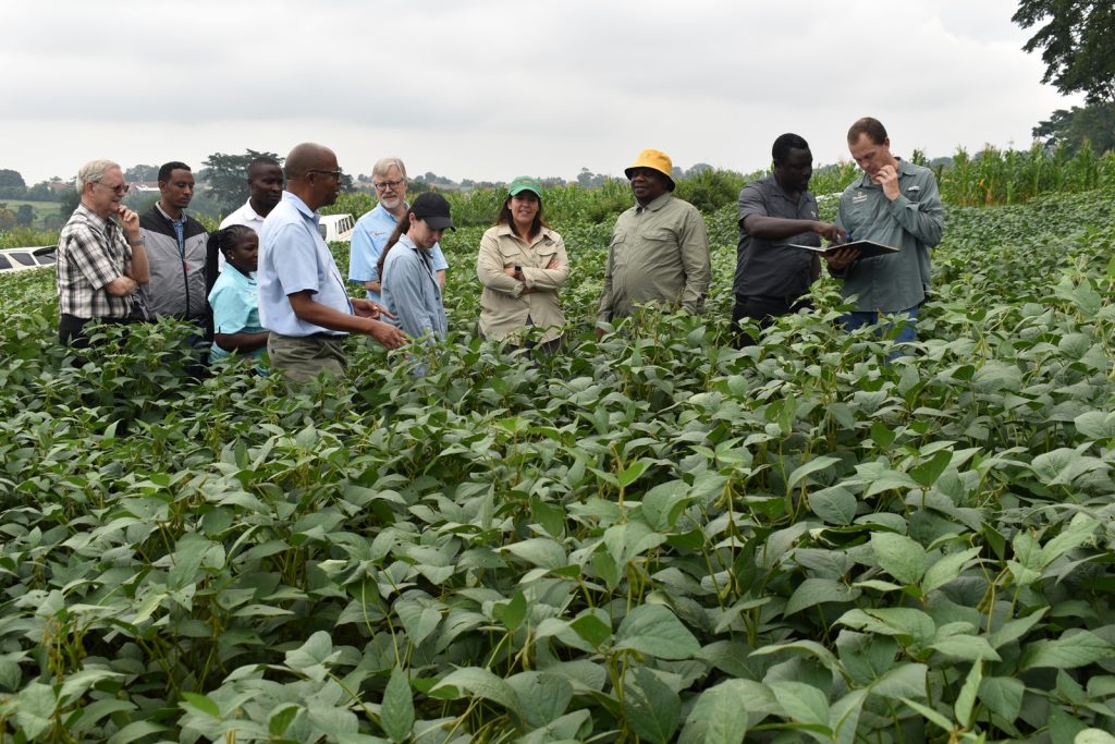 The visitors touring the soybean fields at MUARIK. Africa Soybean Breeders Meeting, 28th November to 1st December 2023, Makerere University, MUARIK, Kampala Uganda, East Africa.